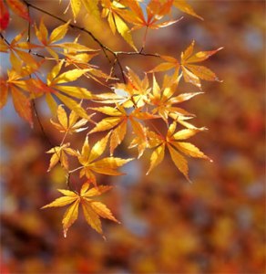 Japanese maple, by Steve Greene (flickr: zenjazzygeek)