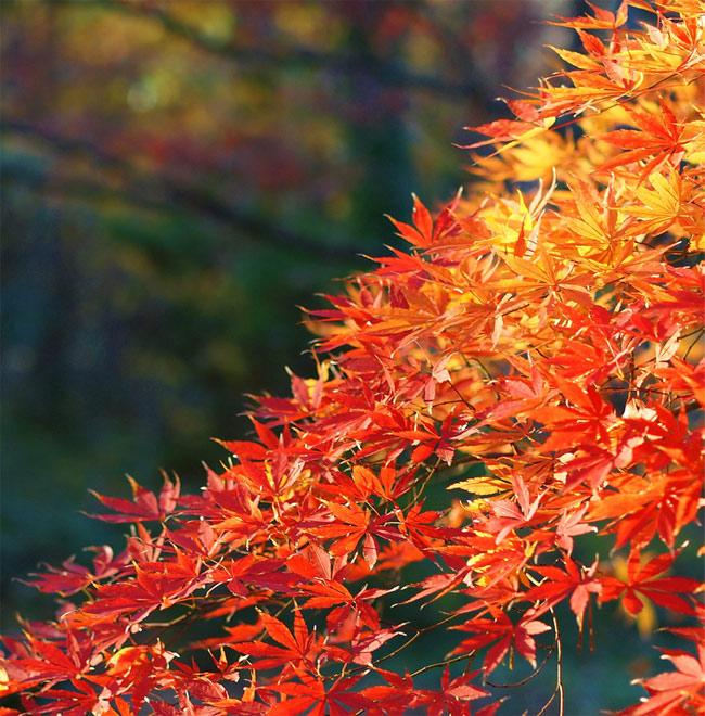 Japanese maple, by Steve Greene (flickr: zenjazzygeek)