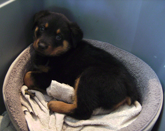 Rottweiler puppy 8 weeks