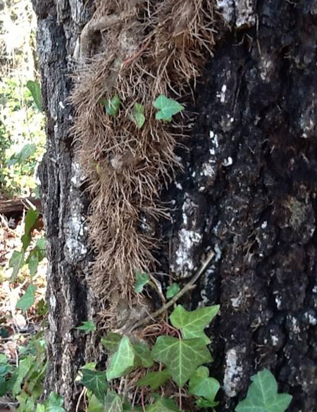 Extra-large English ivy vine, with leaves cleared for the photo.  