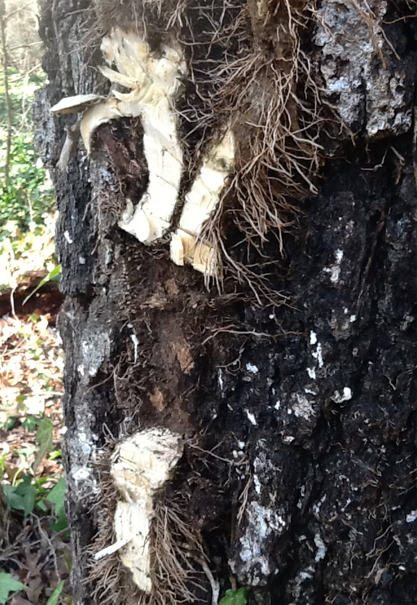 In the stop-motion footage, you can watch the two ends grow back together like a liquid metal T-1000. 