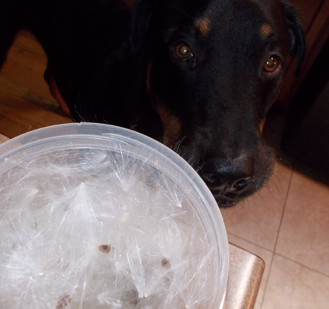 Listen, I'm not saying I'd eat it. I'm just saying it should be eaten, so if you're not up for it...