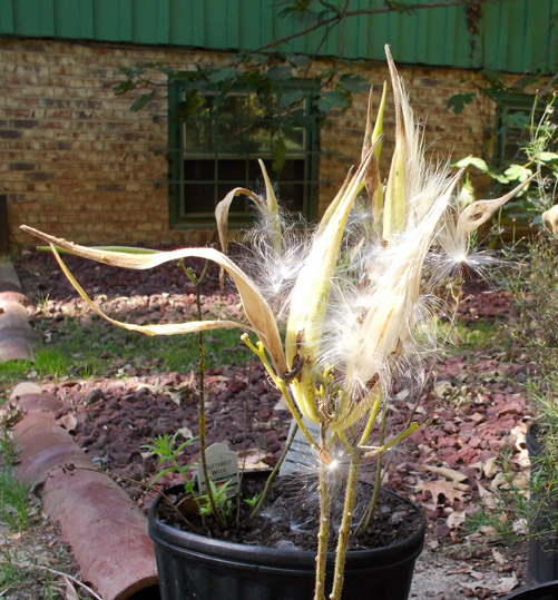 DON'T FORGET FLUFFY!