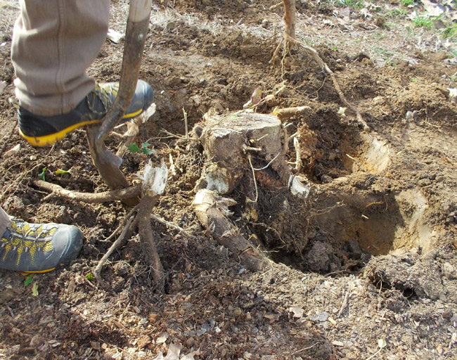 I was on a Gatorade run when he finally got it out. I like to think he threw the stump on the driveway and dropped the mattock like a mike.