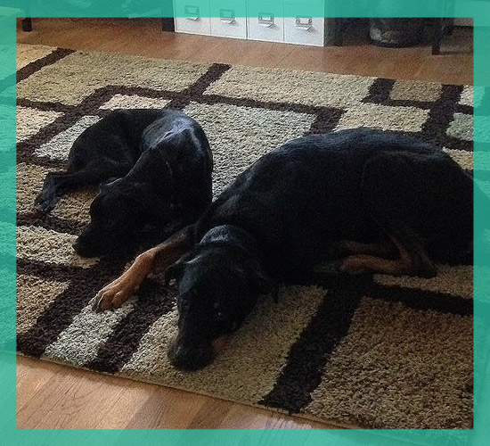 dogs