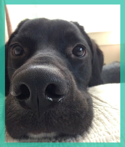 puppy