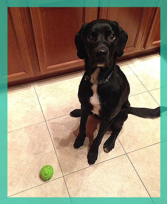 puppy2
