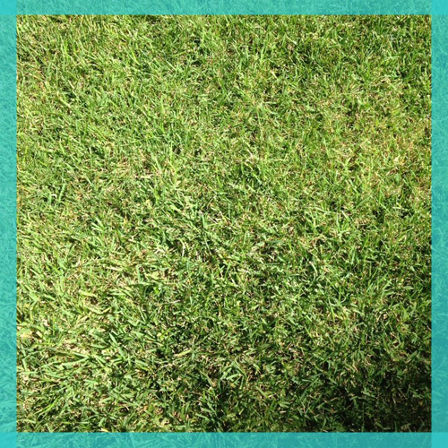 grass2