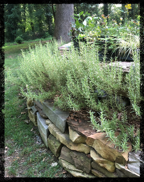 rosemary1.jpg